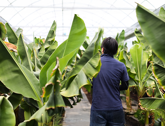 岐阜県産の幻のバナナ